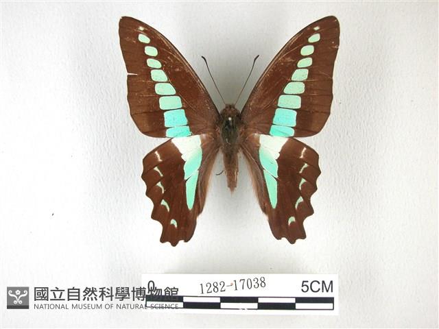 青帶鳳蝶藏品圖，第1張