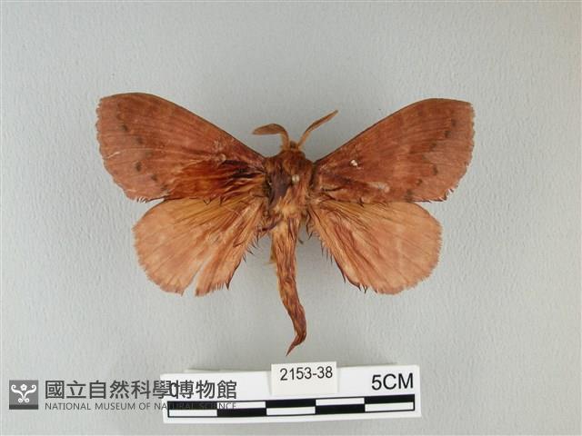 波紋枯葉蛾藏品圖，第1張