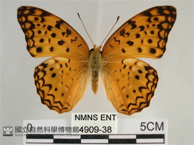 琺蛺蝶藏品圖，第1張