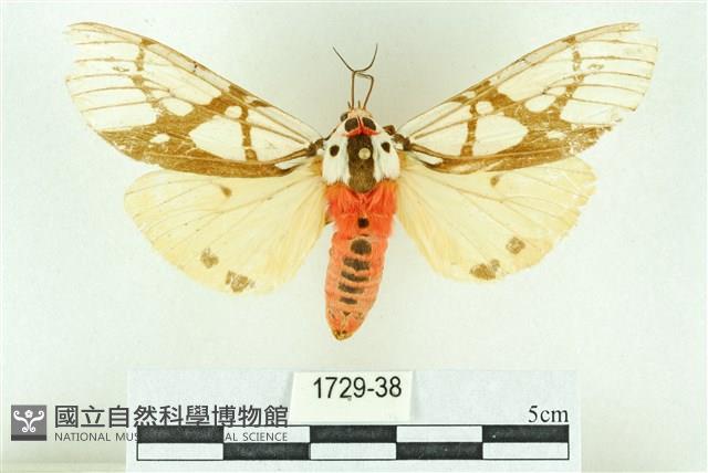 乳白斑燈蛾藏品圖，第1張