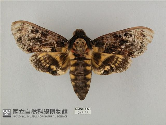 鬼臉天蛾藏品圖，第1張