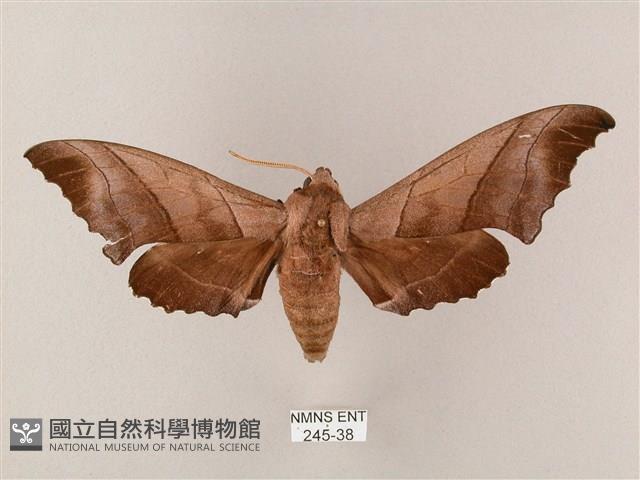 齒翅三線天蛾藏品圖，第1張