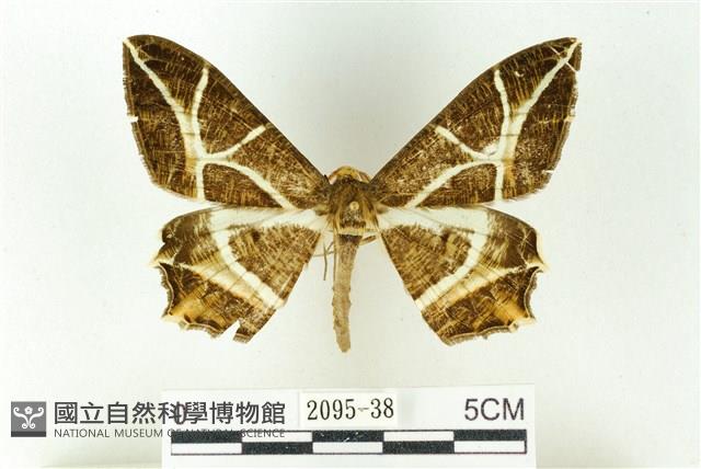 樹形尺蛾藏品圖，第1張