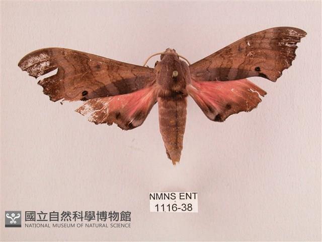 桃紅六點天蛾藏品圖，第1張