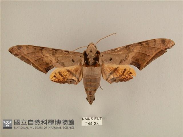 臺灣鷹翅天蛾藏品圖，第1張