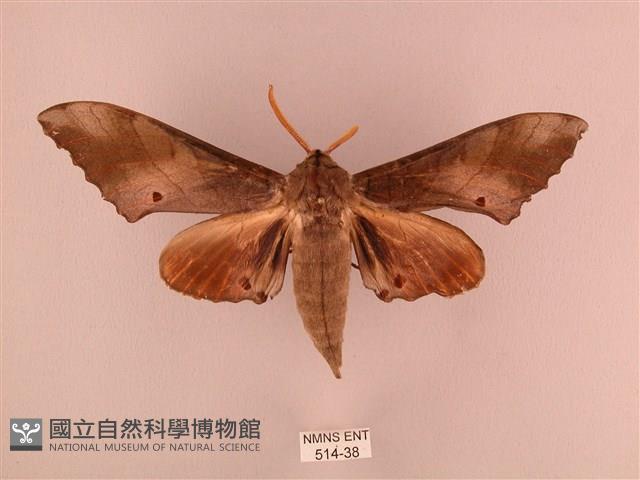 栗六點天蛾藏品圖，第1張