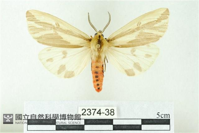 赭新污燈蛾藏品圖，第1張