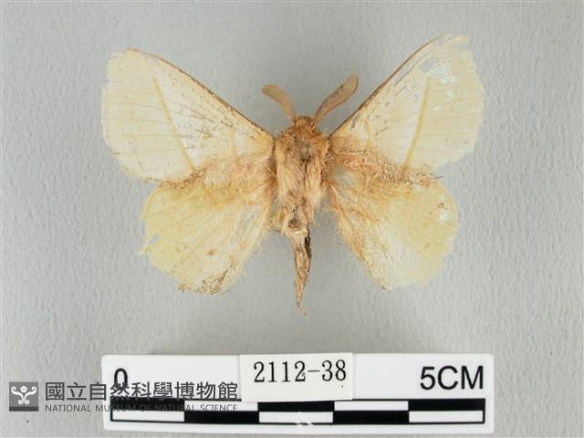 青枯葉蛾藏品圖，第1張