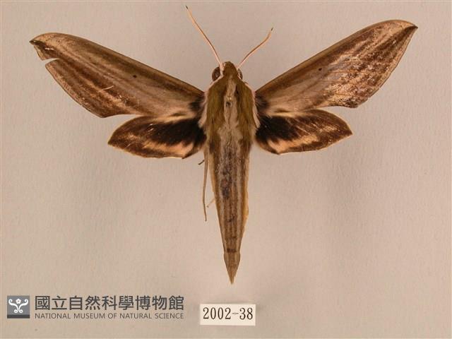 棕綠背線天蛾藏品圖，第1張