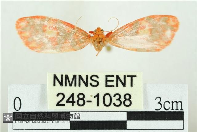 三色豔苔蛾藏品圖，第1張