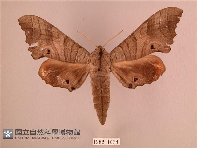 椴六點天蛾藏品圖，第1張