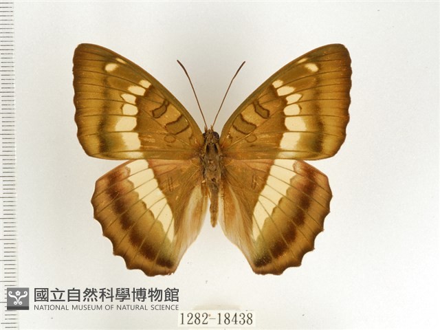 窄帶翠蛺蝶藏品圖，第1張