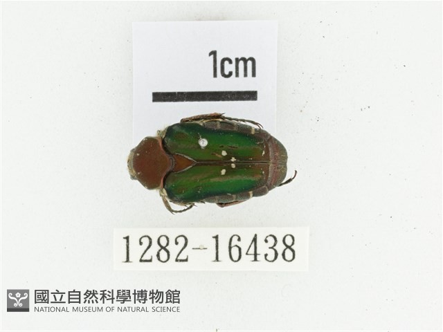 黑斑陷紋金龜藏品圖，第1張