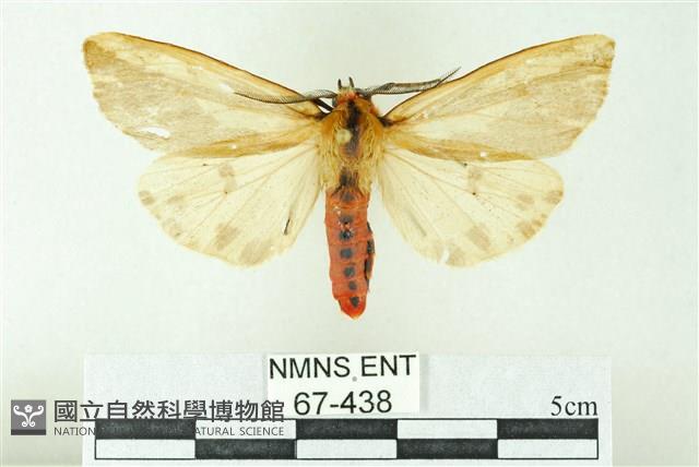 赭新污燈蛾藏品圖，第1張