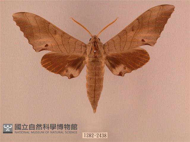 栗六點天蛾藏品圖，第1張