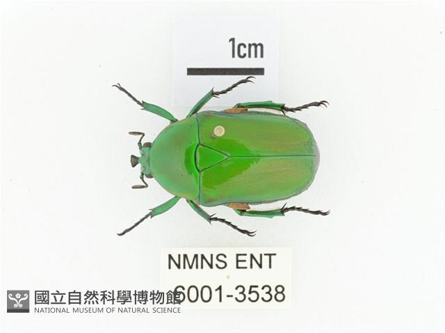 小扇角金龜藏品圖，第1張