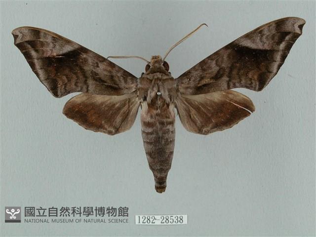 全緣缺角天蛾藏品圖，第1張