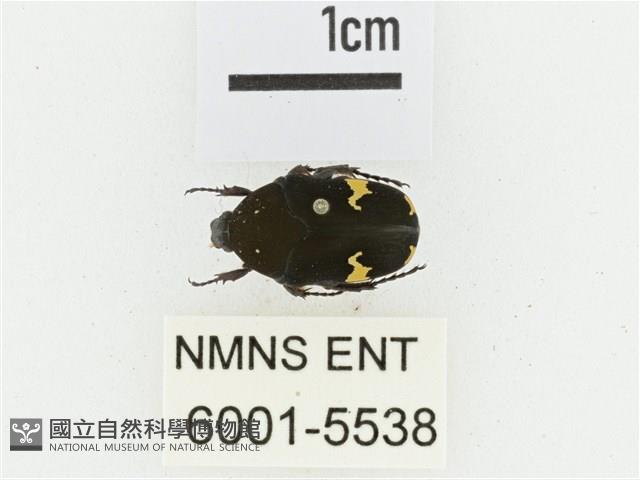 灰斑擬黑花金龜藏品圖，第1張