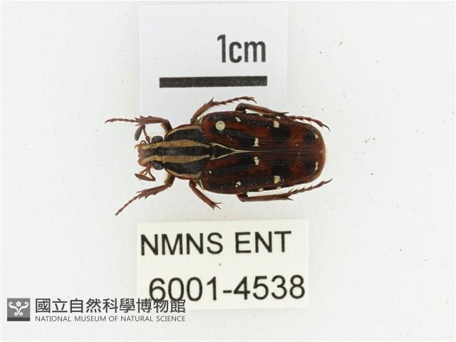 巴蘭陷紋金龜藏品圖，第1張