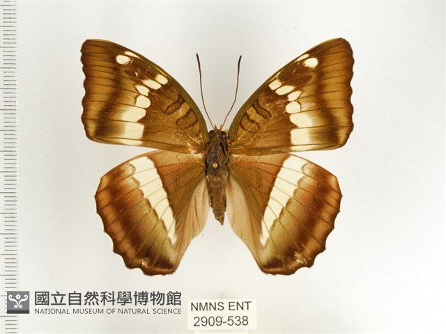 窄帶翠蛺蝶藏品圖，第1張