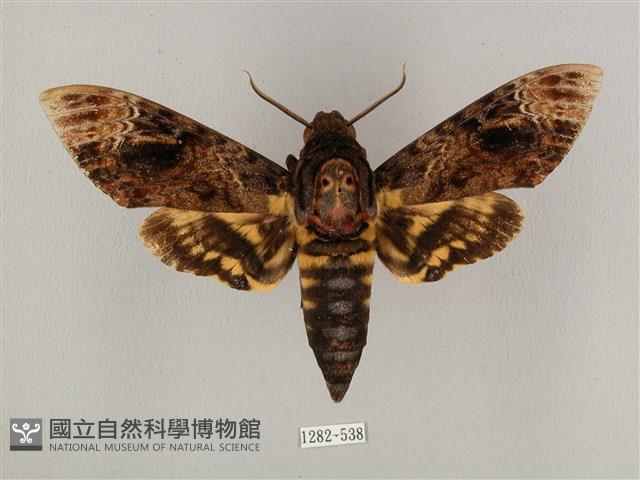 鬼臉天蛾藏品圖，第1張