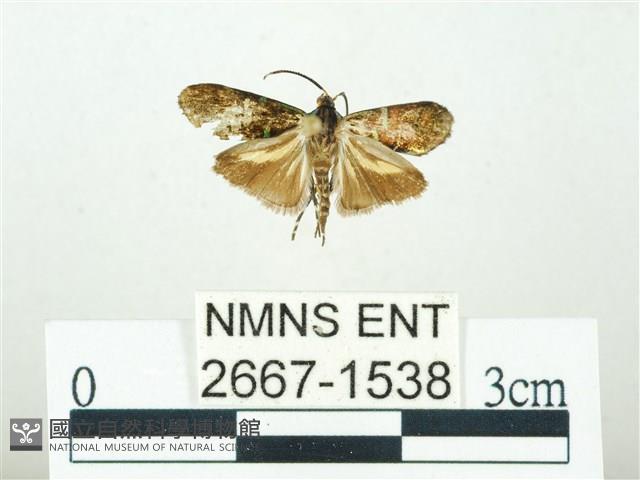 叉紋閃舞蛾藏品圖，第1張