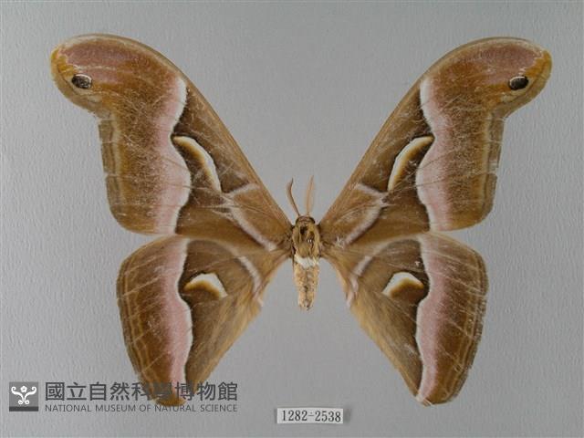 眉紋天蠶蛾藏品圖，第1張
