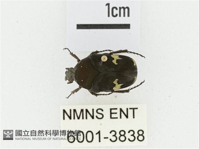 灰斑擬黑花金龜藏品圖，第1張