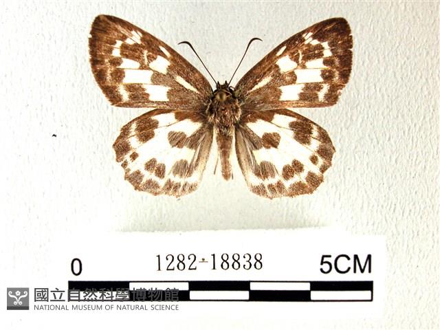 白弄蝶藏品圖，第1張