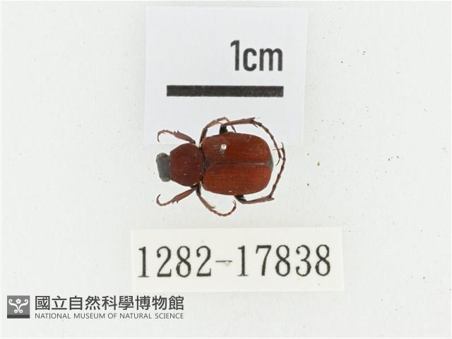 血紅虎斑花金龜藏品圖，第1張