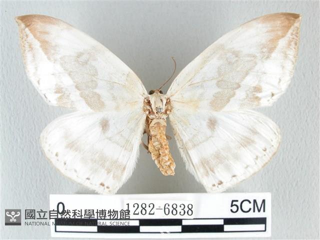 圓翅大鉤蛾藏品圖，第1張
