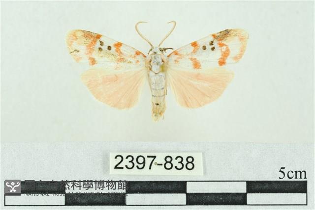 臺雪苔蛾藏品圖，第1張