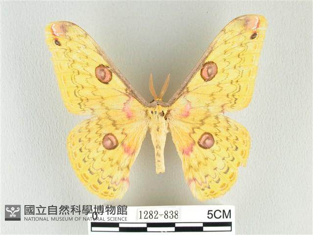 黃豹天蠶蛾藏品圖，第1張