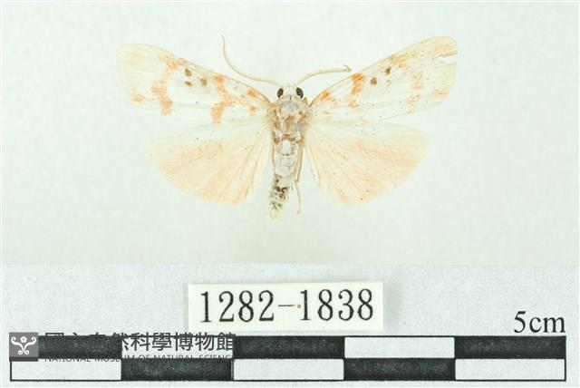 臺雪苔蛾藏品圖，第1張