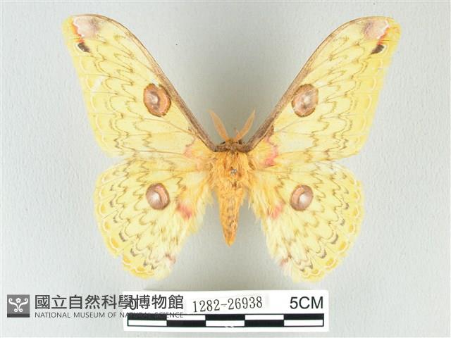 黃豹天蠶蛾藏品圖，第1張