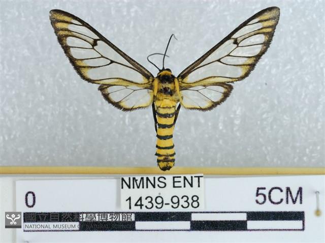 登錄號:001439-00938藏品圖，第1張