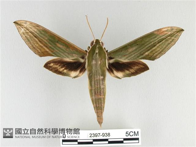 泛綠背線天蛾藏品圖，第1張