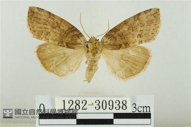 霧社環波紋蛾藏品圖，第1張