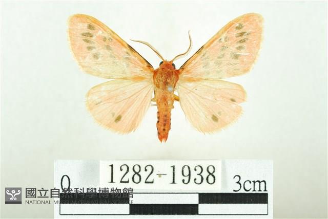 三條橙燈蛾藏品圖，第1張