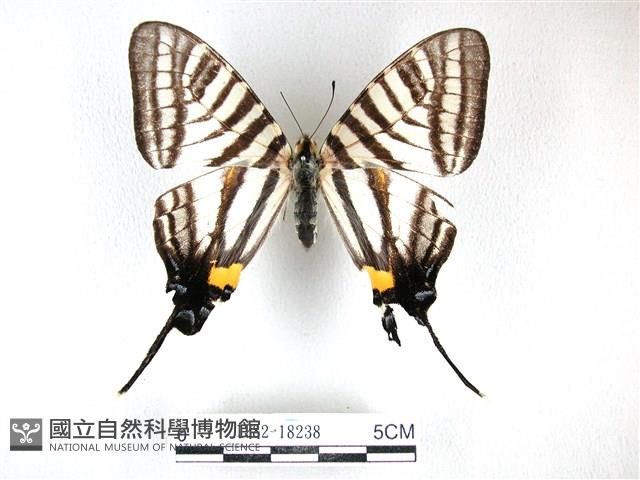 黑尾劍鳳蝶藏品圖，第1張