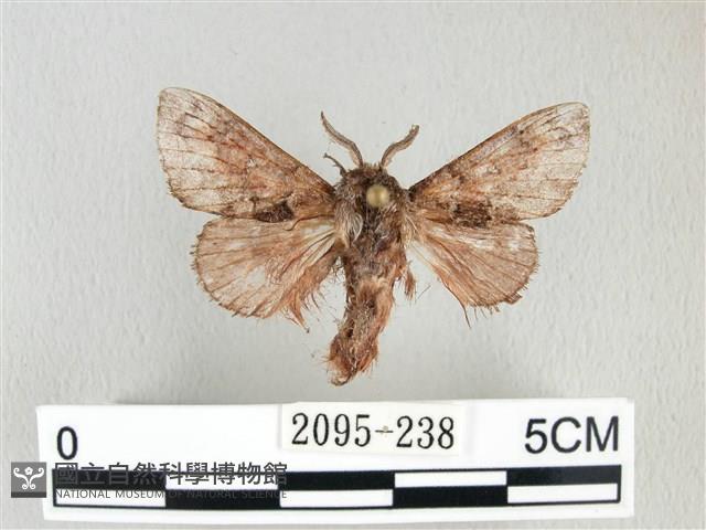 銀肩枯葉蛾藏品圖，第1張
