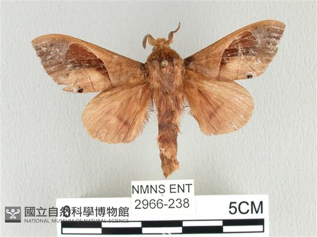 大褐斑枯葉蛾藏品圖，第1張