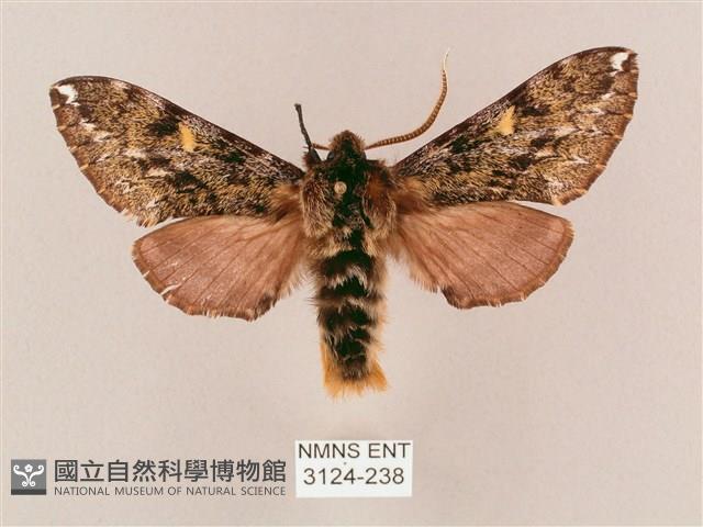 井上氏絨毛天蛾藏品圖，第1張