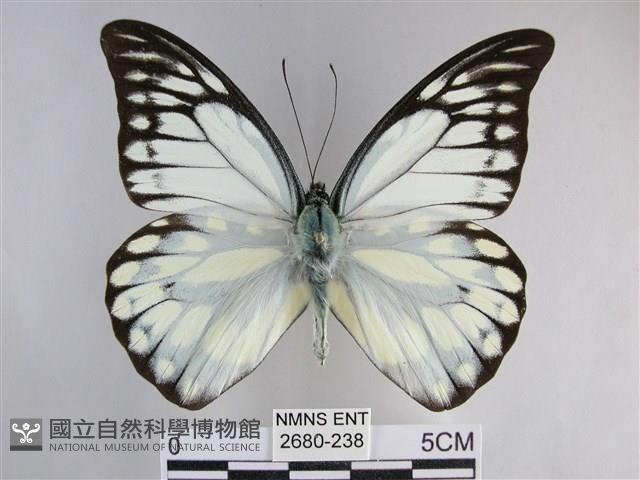 鋸粉蝶藏品圖，第1張