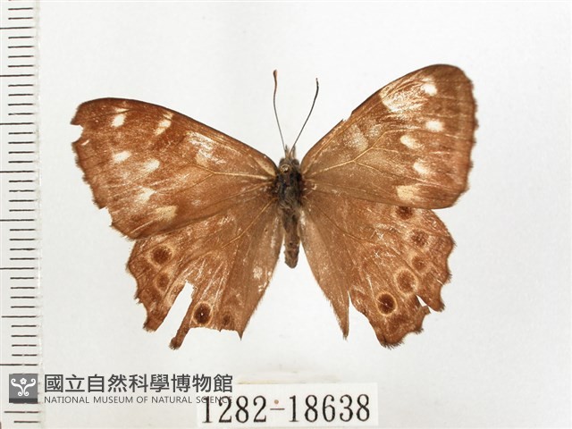玉山幽眼蝶藏品圖，第1張