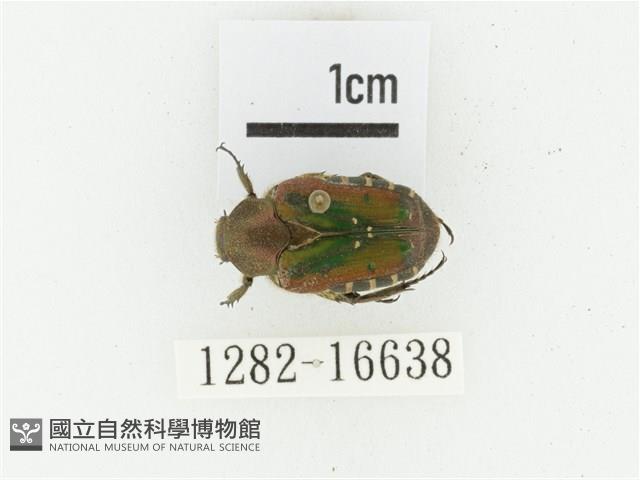 黑斑陷紋金龜藏品圖，第1張