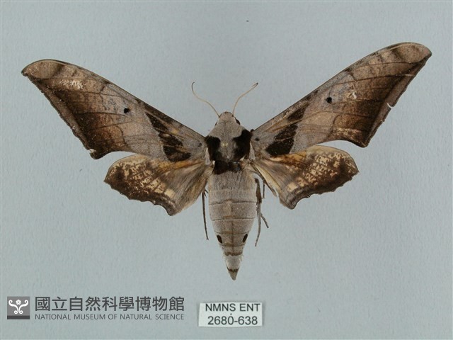 黑帶鷹翅天蛾藏品圖，第1張