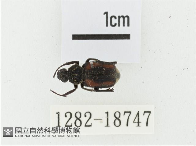 黑虎斑花金龜藏品圖，第1張