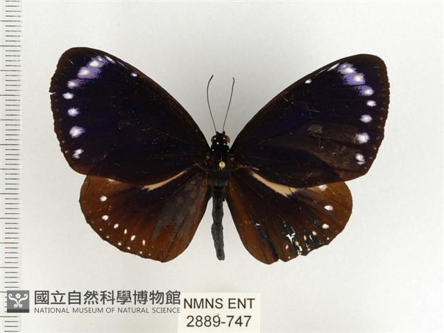 小紫斑蝶藏品圖，第1張