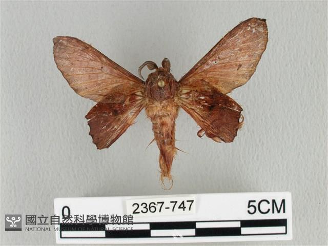 臺灣枯葉蛾藏品圖，第1張